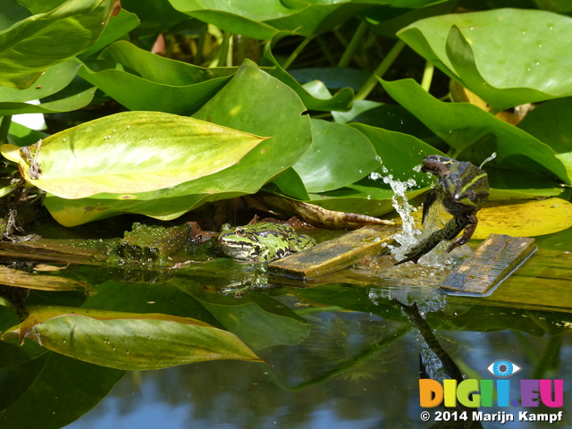 FZ008411 Marsh frogs (Pelophylax ridibundus) jumping from plank